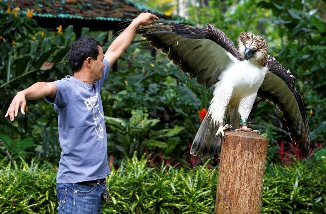 5 Burung Pemangsa Paling Besar Di Dunia
