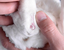 What You Need to Know About Rabbits and Ear Mites - Hastings Veterinary  Hospital