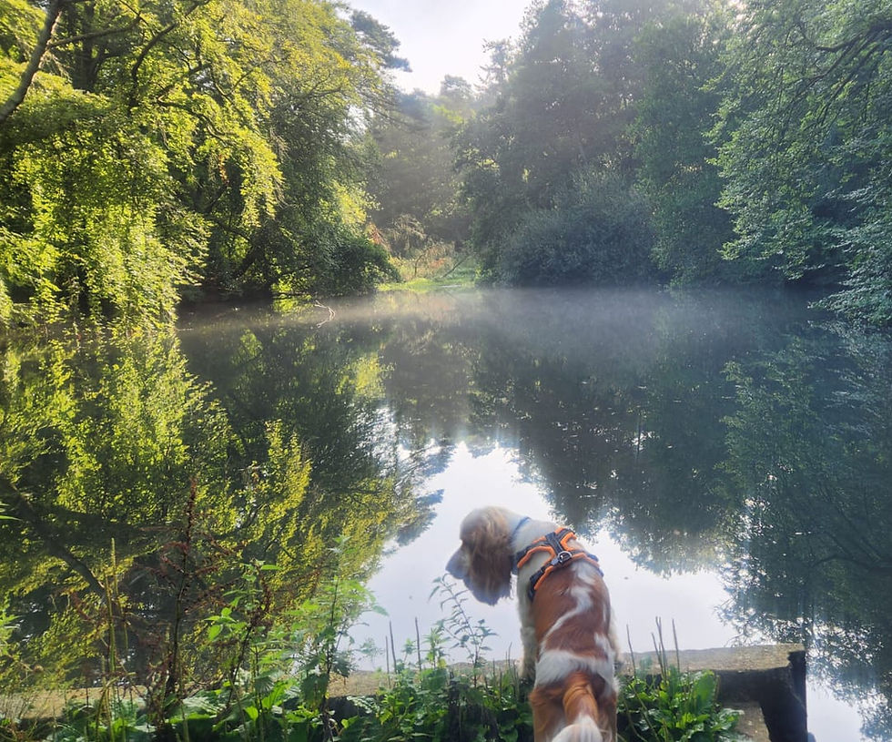 Dog in harness looks over a misty pond surrounded by green trees, serene morning light reflecting on water, evoking tranquility.