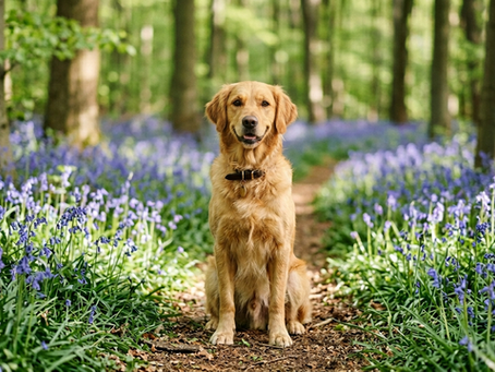 The best bluebell walks in Hampshire for dogs