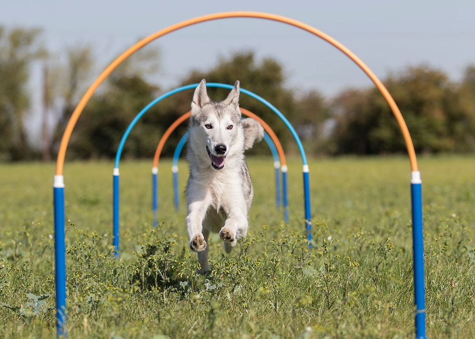 Siberian Husky joyfully leaps through blue and orange hoops on a grassy field, with trees in the background under a clear sky.
