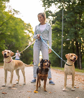 southampton dog walking.jpg