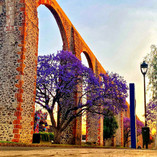 Acueducto con jacarandas