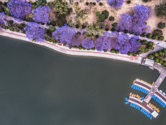 Jacarandas en el Lago del Bosque de Chapultepec