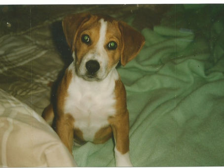 Patches the Wonder Dog