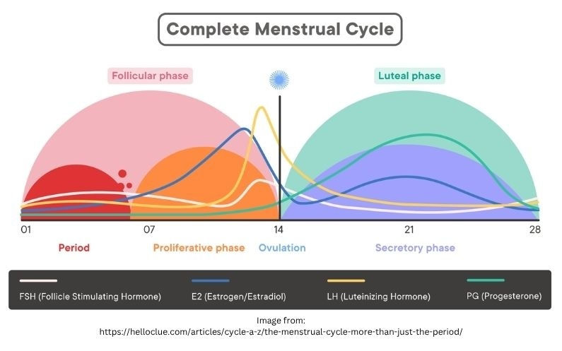 hypothalamic amenorrhea symptoms and recovery