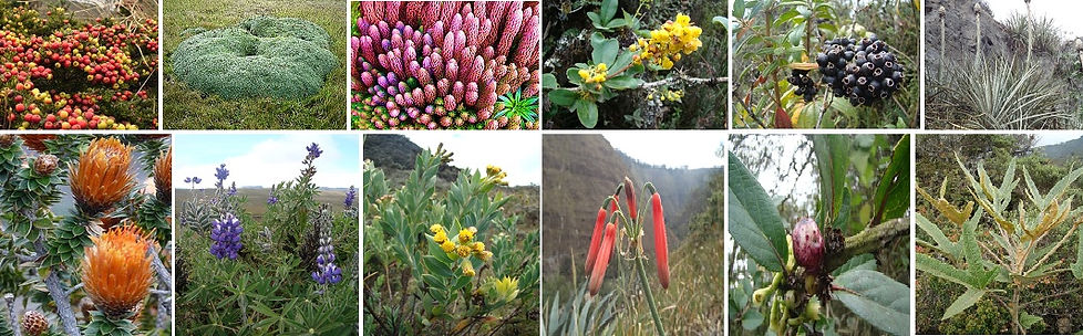 llanganates-plantas.jpg