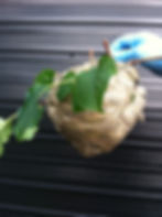 Wasp Nest