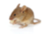 House Mouse