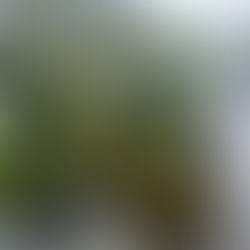 Letnia elegancja w bieli i zieleni – dekoracja wesela w Klubie Sosnowym