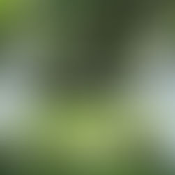 A może ślub w ogrodzie?