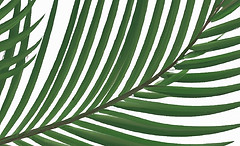 palm tree leaf_edited.jpg