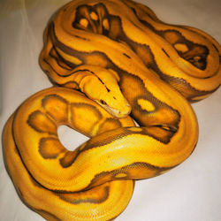 Orange Glow Super Sunfire