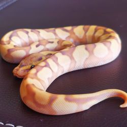 Banana Enchi Fire Yellowbelley