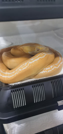 Albino Motley Citrus Goldenchild Reticulated Python