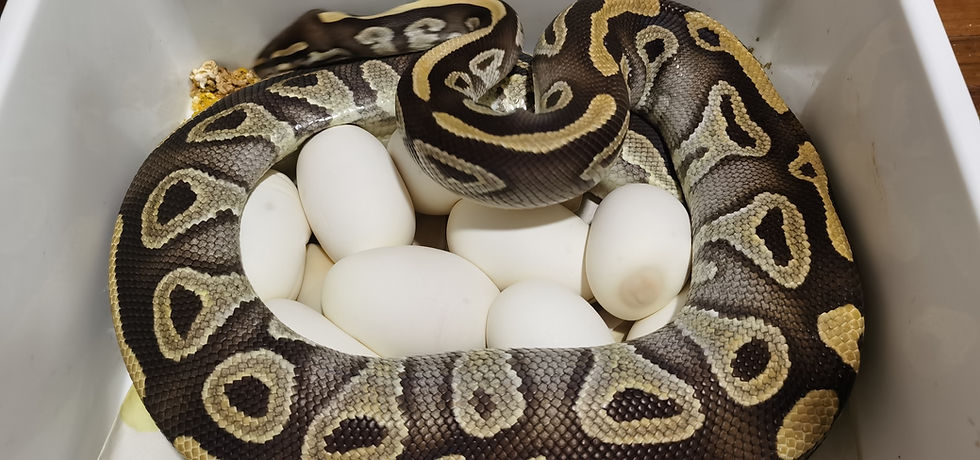 Mojave ball pythons with eggs