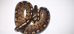 GHI Cinnamon Ball ball python