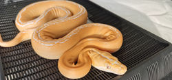 Albino Motley Citrus Goldenchild
