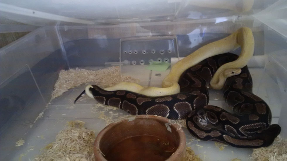 Coral Glow Kingpin X Normal