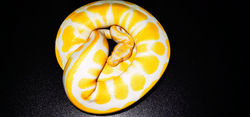 High Contrast Albino