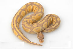 Banana Ball Male Maker