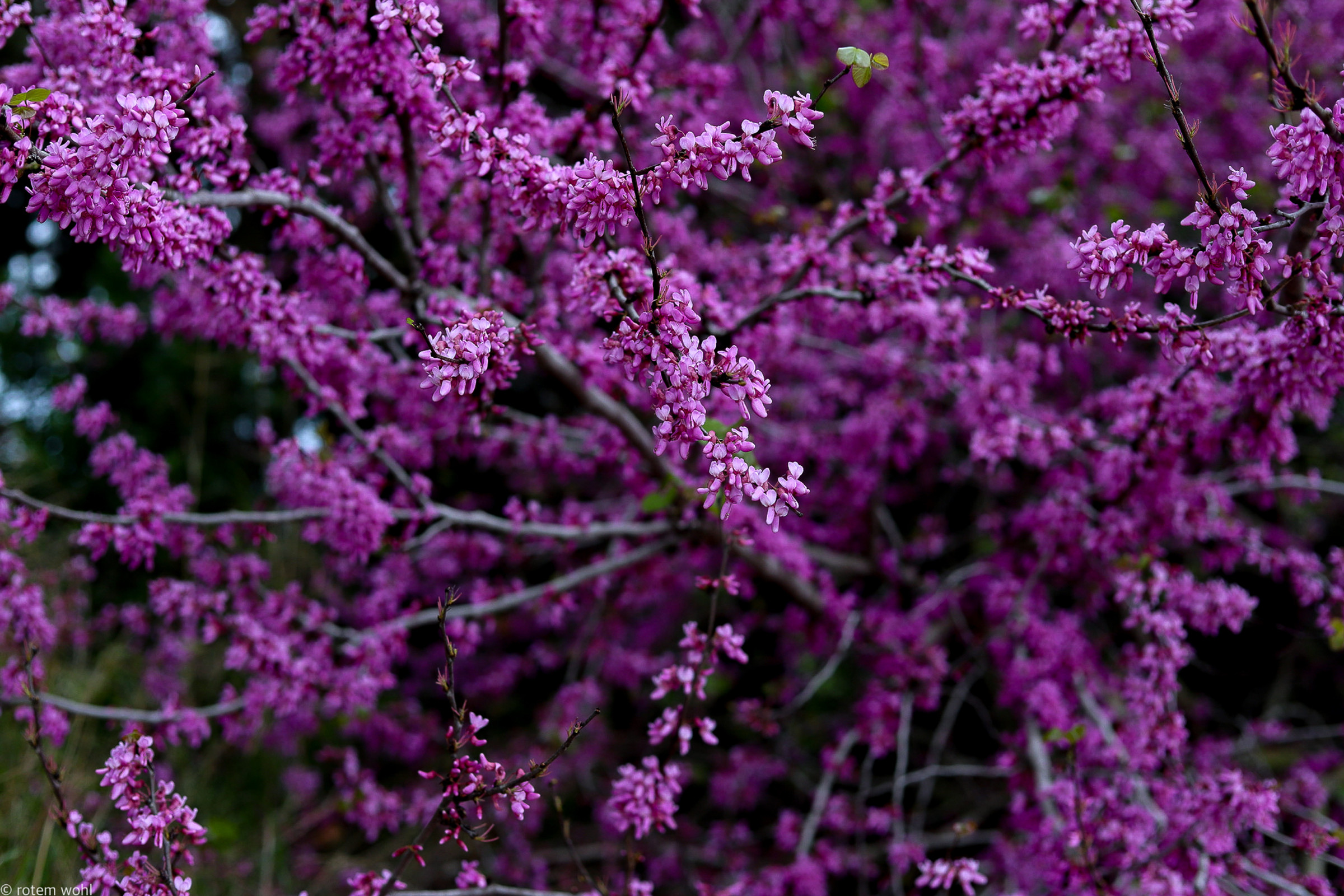 Bloom again ״פריחה מחודשת״