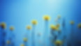 dandelions_flowers_blur_background_95540_2560x1440.jpg