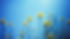 dandelions_flowers_blur_background_95540_2560x1440.jpg