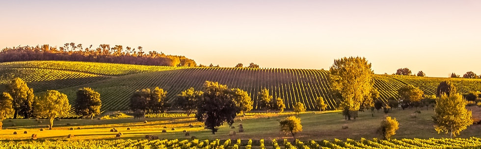 Bordeaux-France-travel-guide-beautiful-vineyards.jpg
