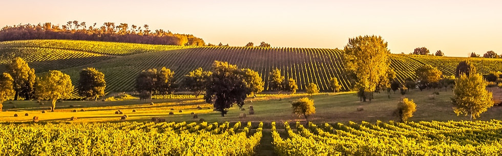 Bordeaux-France-travel-guide-beautiful-vineyards.jpg