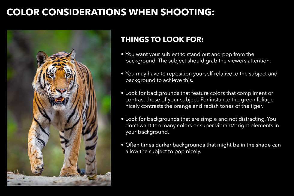 Infographic with a tiger on green background and text on color considerations when shooting, emphasizing contrast and simplicity