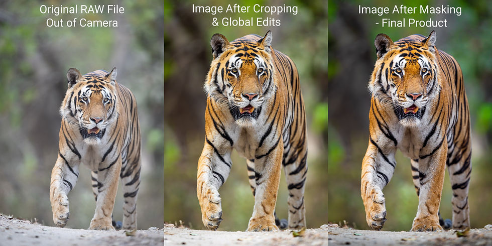 Three-panel image of a walking tiger, labeled Original RAW File, Image After Cropping & Global Edits, and Image After Masking - Final Product