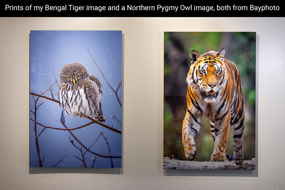 Wall display with text and two wildlife MetalPrints: a pygmy owl on branches and a Bengal tiger walking forward.