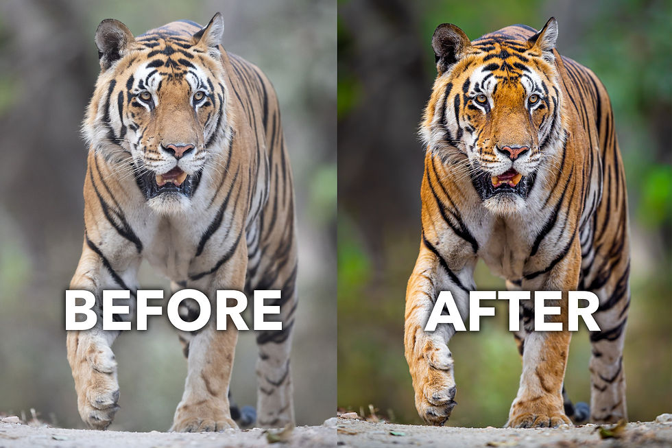 Side-by-side tiger portraits walking forward, labeled BEFORE and AFTER, showing a grayer left image and a warmer, vivid right image.