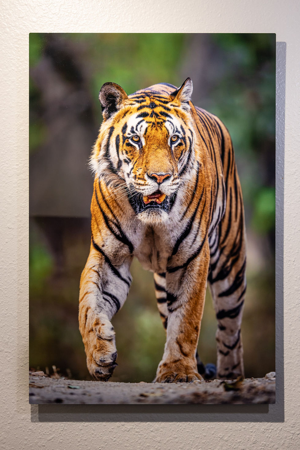 MetalPrint of a tiger walking toward the camera, orange and black stripes against a blurred green forest background.