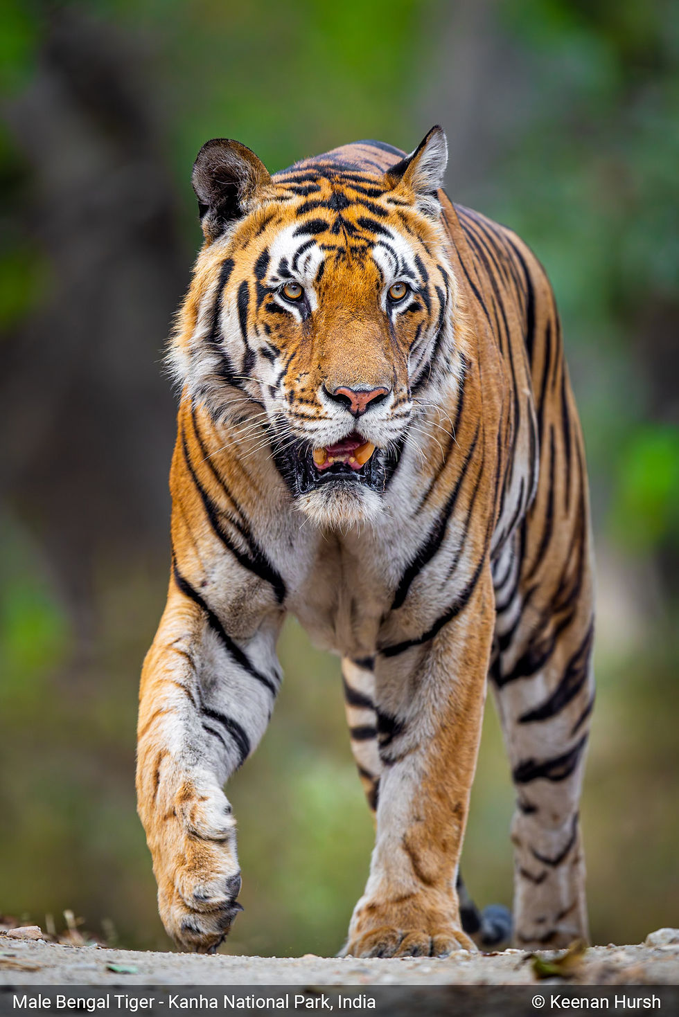 Male Bengal tiger walking toward camera in a forest; caption reads Male Bengal Tiger - Kanha National Park, India © Keenan Hursh