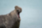 Elephant seal with a large open mouth, appearing to yawn or call, against a pale blue ocean background. The seal's skin is textured.