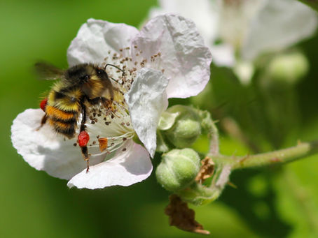 Where the Wild Bees Are (and aren't) Impacts Food Supply