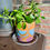 Thumbnail: Slim orange/purple planter