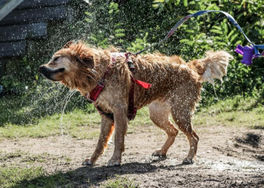 Dog Photography Minnesota