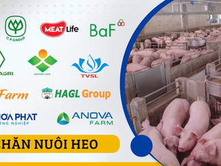 Ngành nuôi heo tại Việt Nam: Sự tham gia của nhiều doanh nghiệp lớn