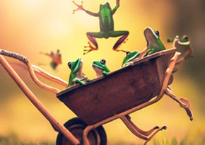 Alle kikkers in de kruiwagen in 4 stappen