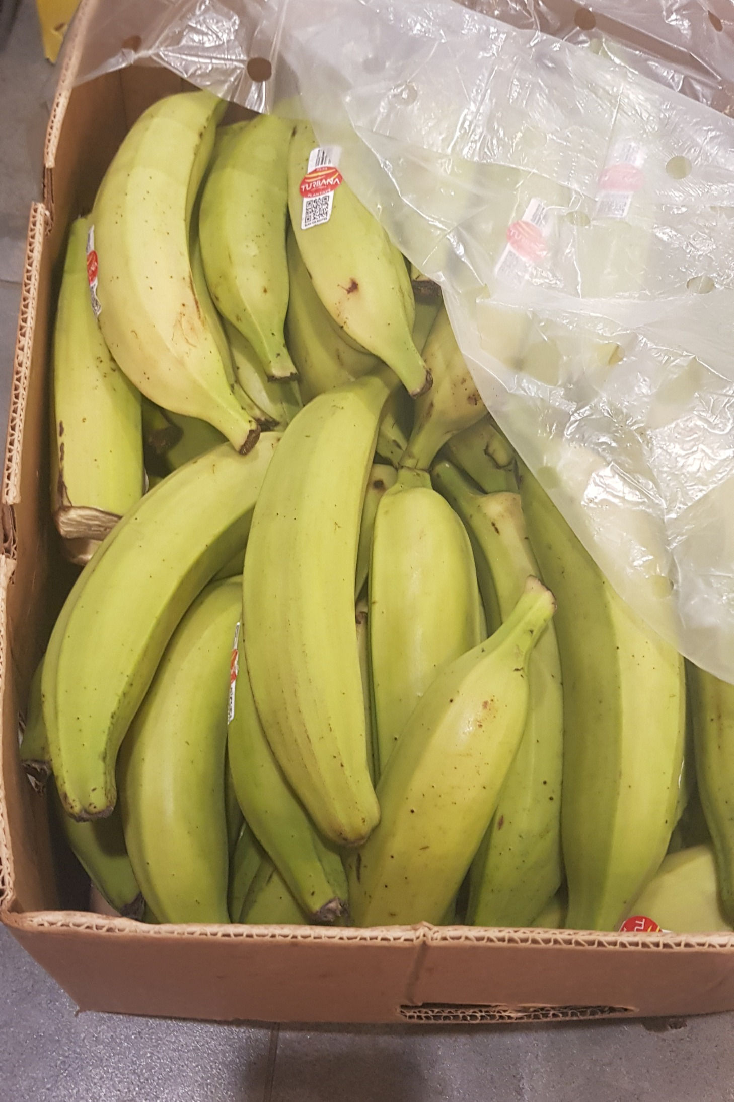 Plantain (Banana for Cooking)