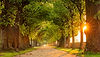 Tree lined path with Sunlight.jpg