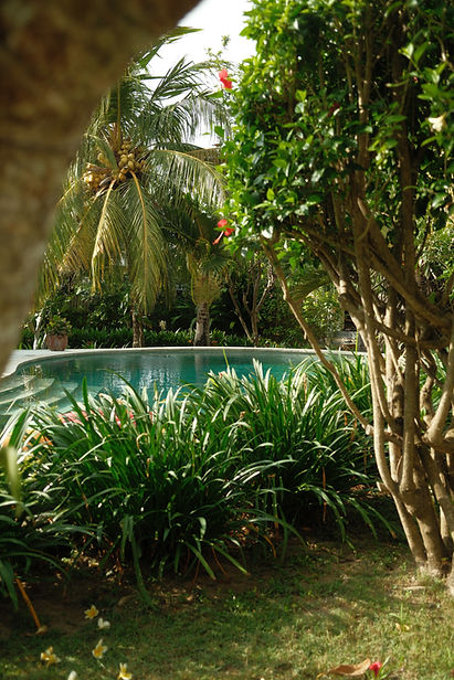 Swimming pool in a natural environment surrounded by tropical plant and tropical tress