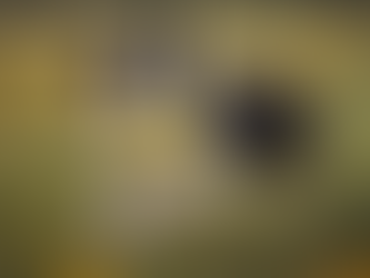 Capturing the Essence: Dog Photography Tips