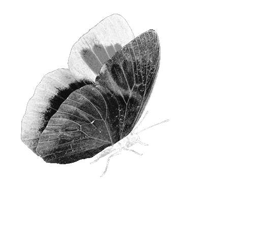 Butterfly Gif Transparent Background