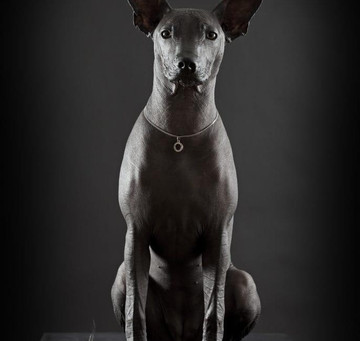 Xoloitzcuintle