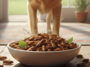 The Buzz About Bugs: Your best friend's best superfood