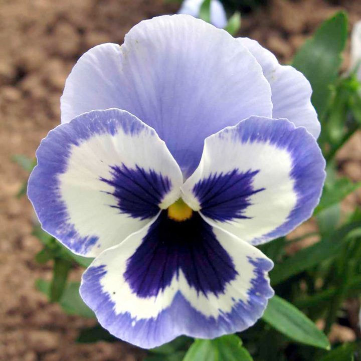 pensamiento-azul